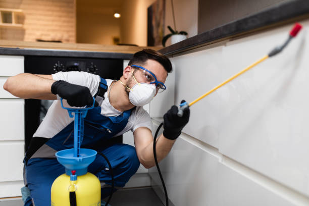 Best Ant Control Services  in Universal City, TX