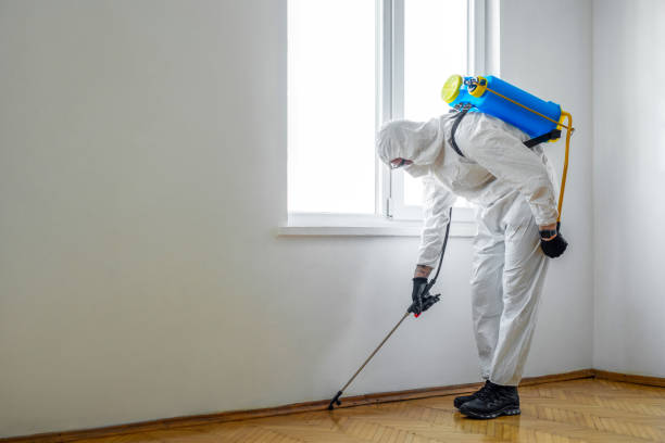 Wasp Removal Services in Universal City, TX