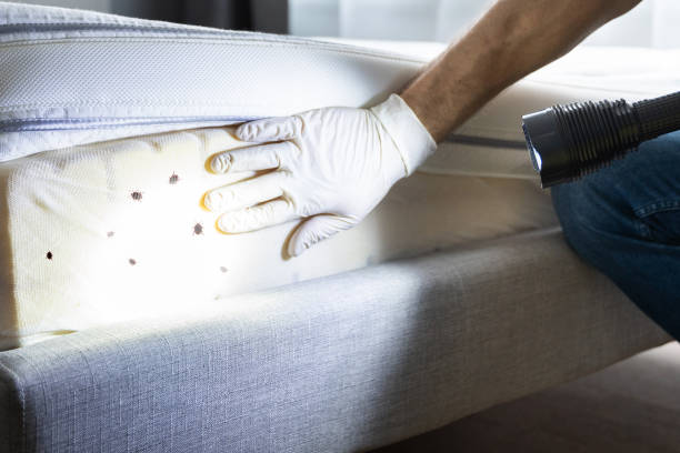 Best Best Pest Control Companies  in Universal City, TX
